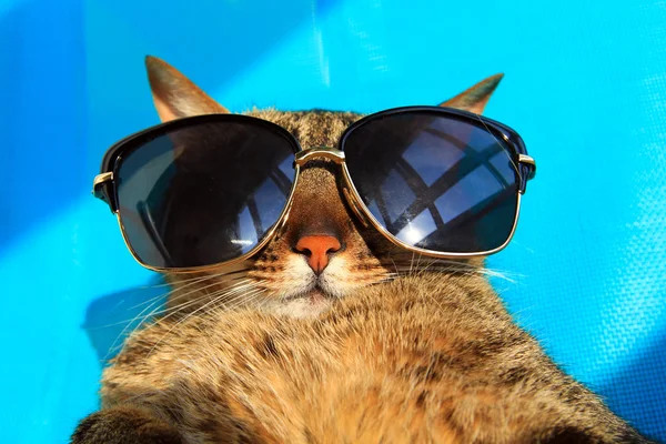 猫戴着太阳镜度假 — 图库照片