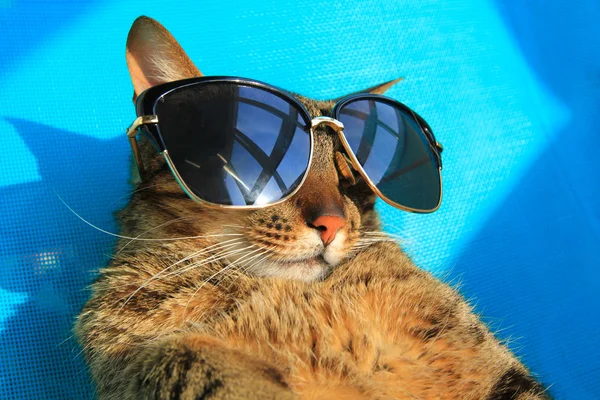 휴가에 태양 안경을 착용 하는 고양이 — 스톡 사진