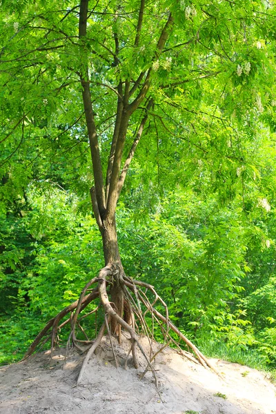 Erosão - raízes de árvores nuas — Fotografia de Stock