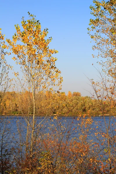 Herfst bomen achtergrond — Stockfoto