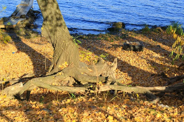 Raízes de uma árvore — Fotografia de Stock