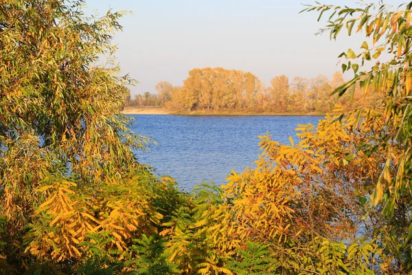 Jasne autumn drzewa — Zdjęcie stockowe