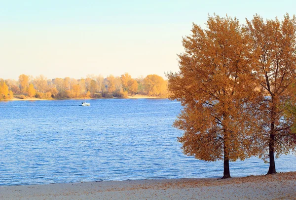 Arbres d'automne lumineux — Photo