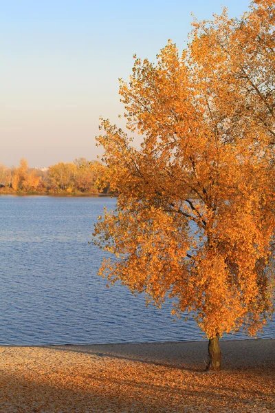 Árboles de otoño brillantes — Foto de Stock