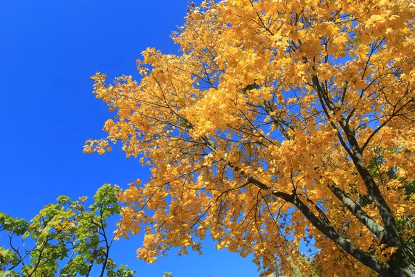 Árboles de otoño brillantes — Foto de Stock