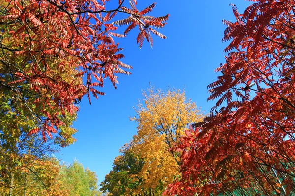 Árboles de otoño brillantes — Foto de Stock