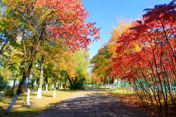 Árboles de otoño brillantes — Foto de Stock