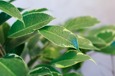 Ağlayan incir yaprakları