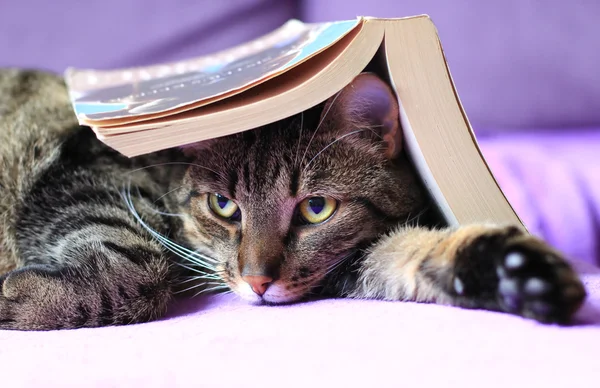 Tabby gato lendo um livro — Fotografia de Stock