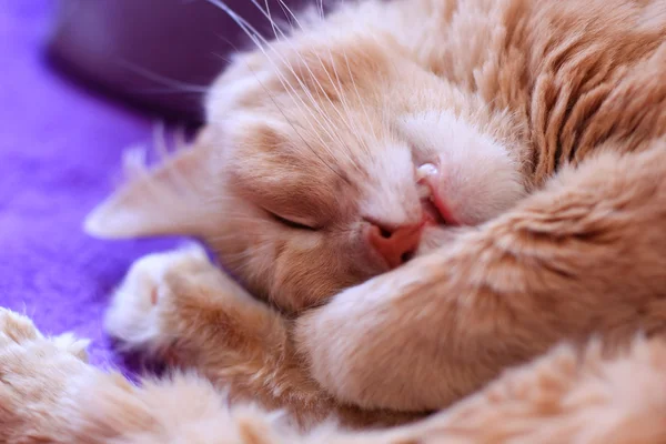 Розовый кот спит — стоковое фото