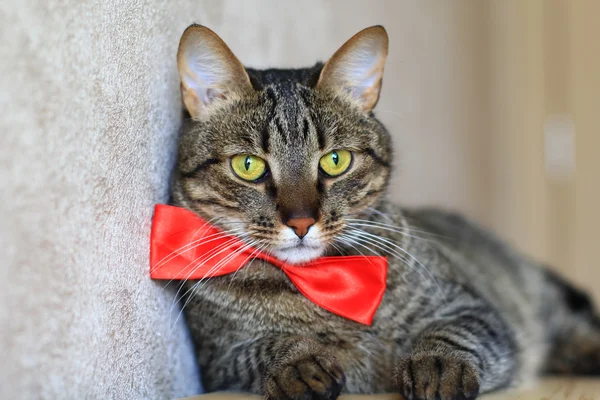 Γάτα Τάμπι φορώντας κόκκινο παπιγιόν — Φωτογραφία Αρχείου