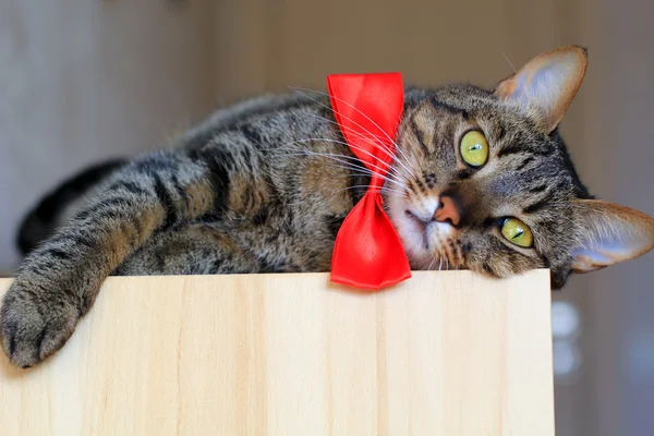Gatto da tavolo con papillon rosso — Foto Stock