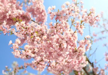 Sakura Japon kiraz çiçekleri