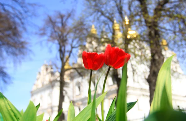 Duas tulipas vermelhas — Fotografia de Stock