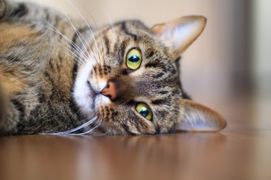 tekir kedi portre