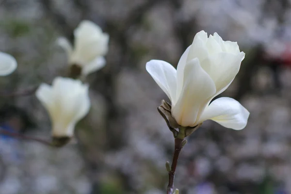 Beyaz Manolya çiçeği — Stok fotoğraf