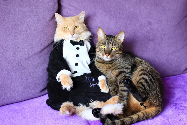 Gato em smoking e tabby — Fotografia de Stock