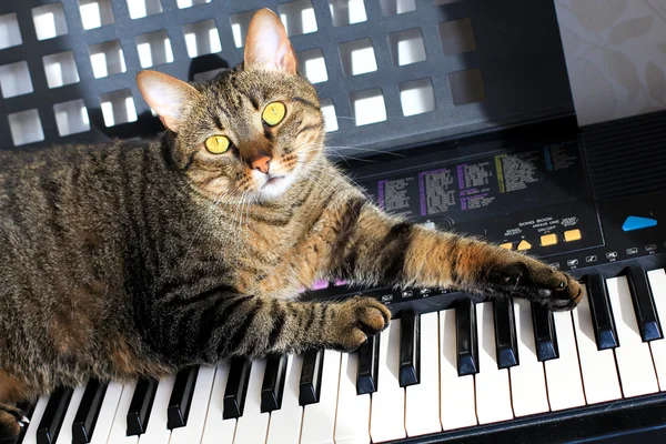 Kedi klavye — Stok fotoğraf