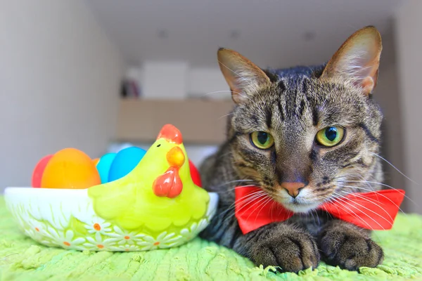 Кіт і великодні яйця — стокове фото