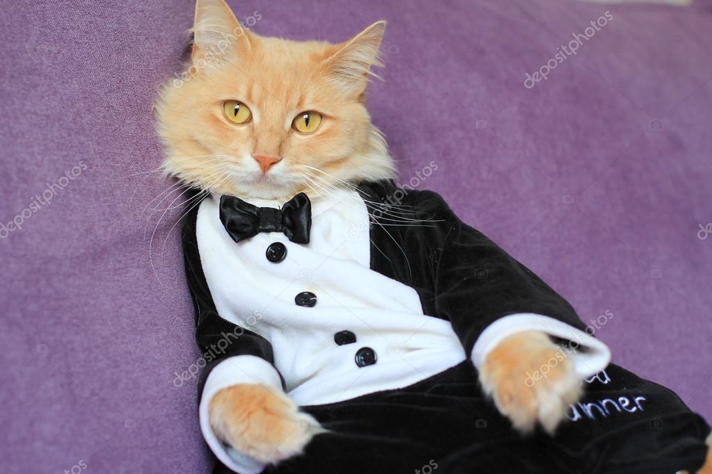 Cat hotsell tuxedo outfit