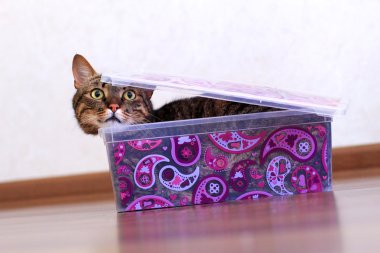 Kutudaki Kedi