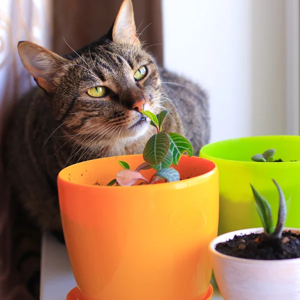 Curious cat and house plants — Stock Photo, Image