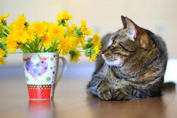 Cat and dandelions — Stock Photo, Image