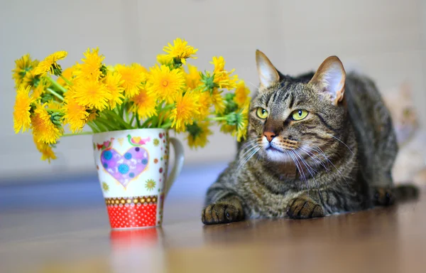 Cat and dandelions — Stock Photo, Image