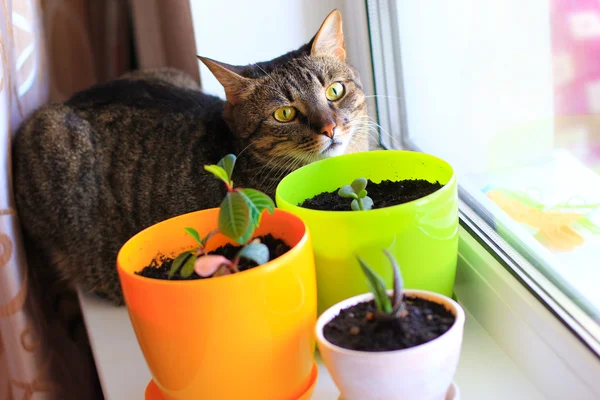 Curious cat and house plants — Stock Photo, Image