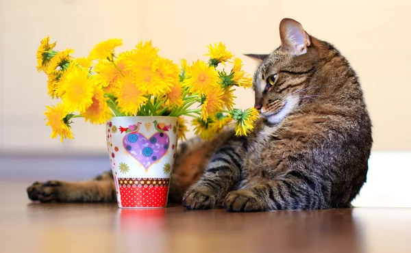 Gato e dente-de-leão — Fotografia de Stock