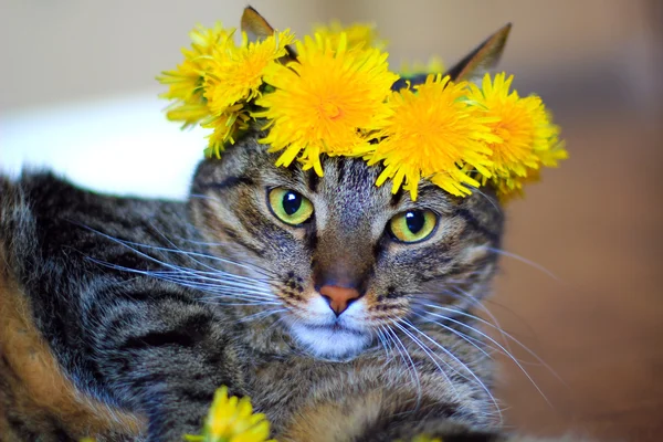 Kedi giyen çiçek taç — Stok fotoğraf