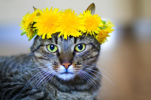 kedi giyen çiçek taç