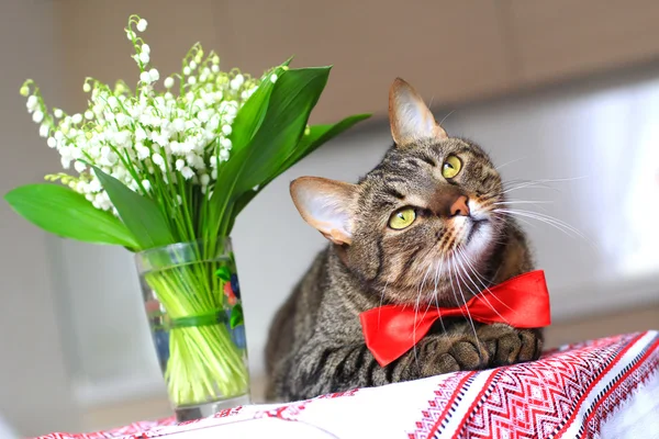 Gato e lírio do vale — Fotografia de Stock