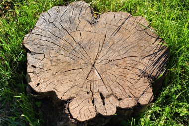 ağaç kütüğü