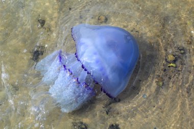 sığ sularda küçük denizanası