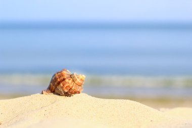 kumlu sahilde kabuklu deniz hayvanı kabuğu