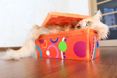 Kutudaki Kedi