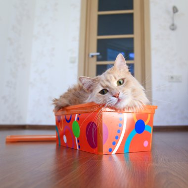 Kutudaki Kedi