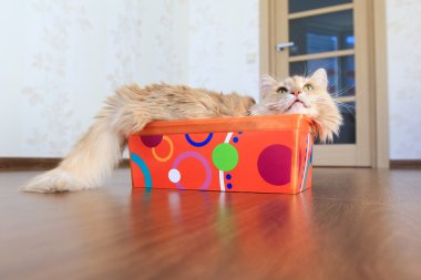 Kutudaki Kedi
