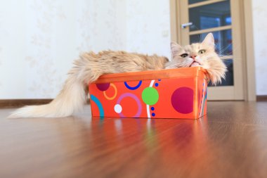 Kutudaki Kedi