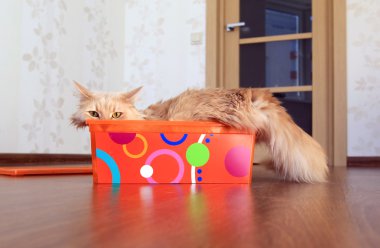 Kutudaki Kedi
