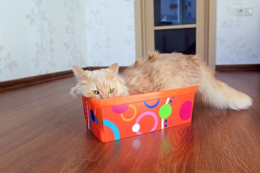 Kutudaki Kedi
