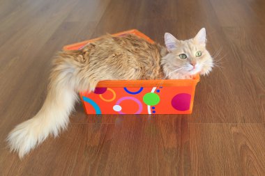 Kutudaki Kedi