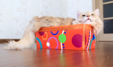 Kutudaki Kedi
