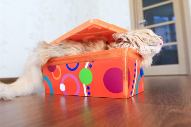 Kutudaki Kedi