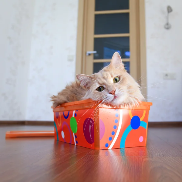 Kutudaki Kedi — Stok fotoğraf