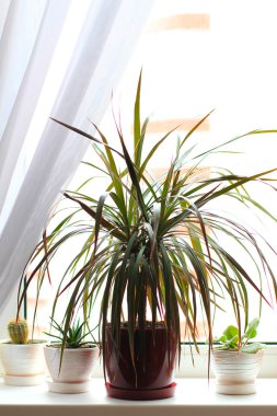 Dracena veya dracaena bitki