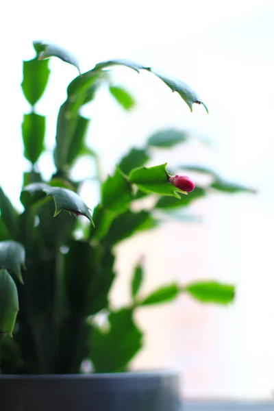 schlumbergera christmas cactus