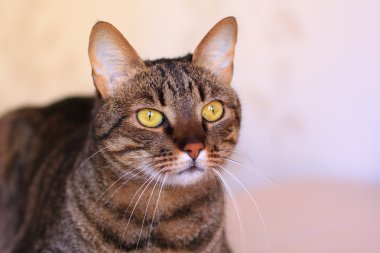 parlak sarı gözlü tekir kedi