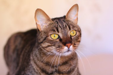 parlak sarı gözlü tekir kedi